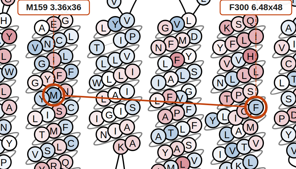 Fragment of the PAR2 snake plot, residues shaded by their contact-score change,
                  red where contacts are stronger in the active model and blue where they are
                  stronger in the inactive model. M159 in TM3 and F300 in TM6 are ringed, labelled
                  with their generic numbers, and joined by a line marking the contact between them.