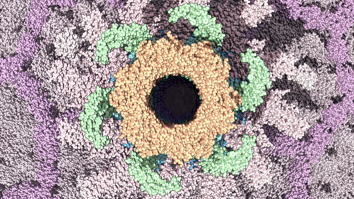 A peach ring of gp3 with a dark channel in its centre, green gp15 crescents around it, the head lattice behind