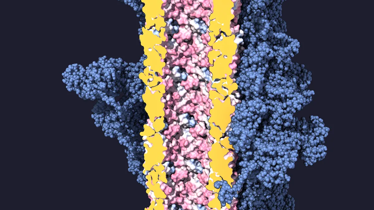A vertical tube cut lengthwise: yellow cut faces, a pink and white lining, blue sheath behind