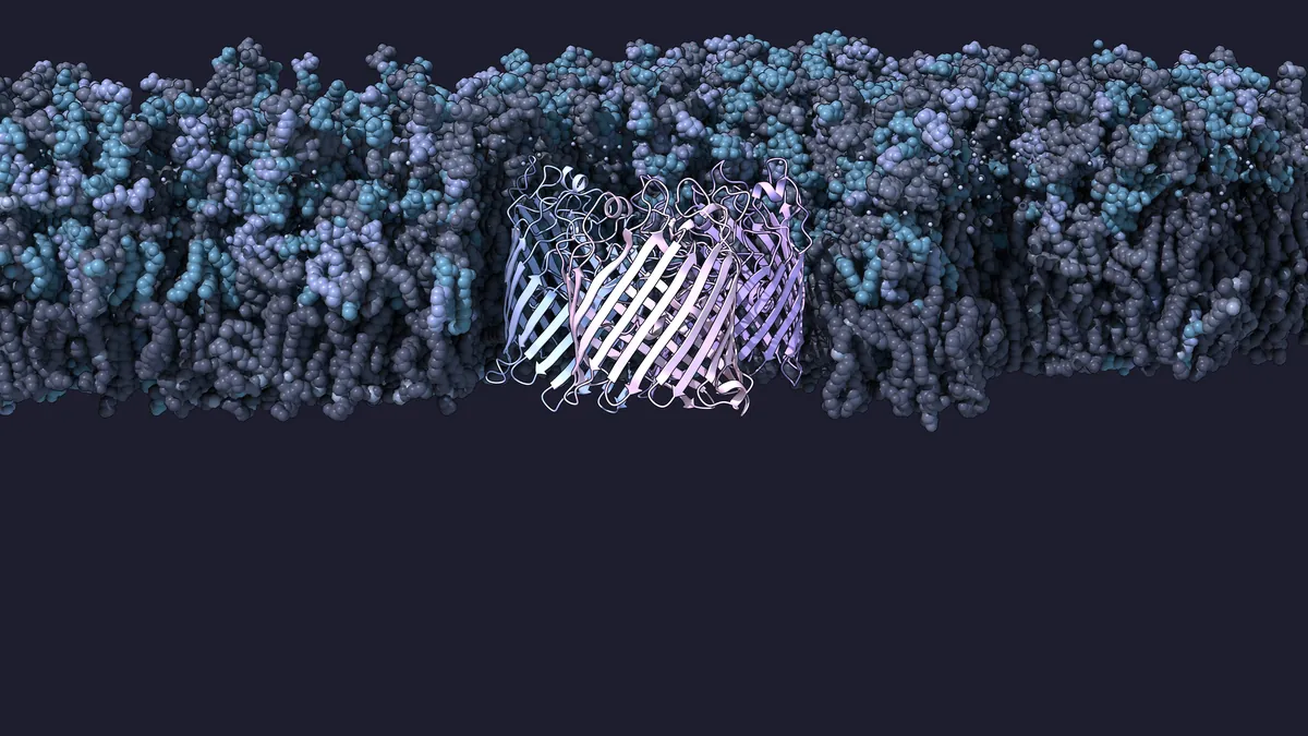 A white and lilac β-barrel trimer standing in a membrane of blue and gray spheres