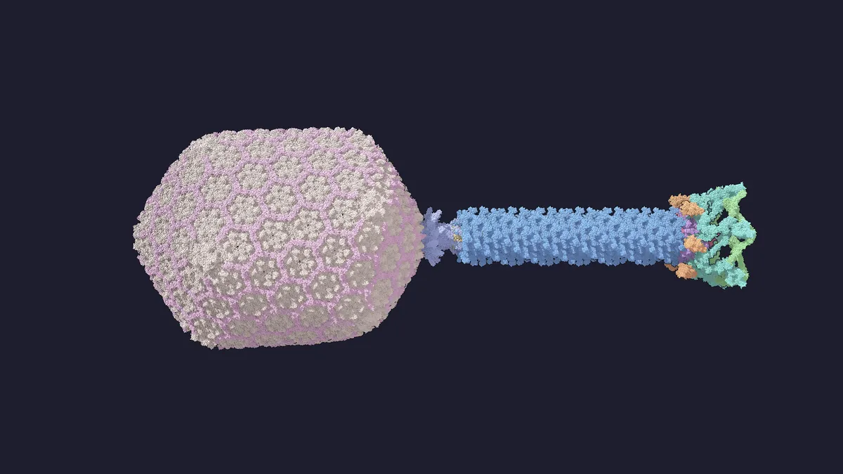 Phage T4 from the side, with the head on the left