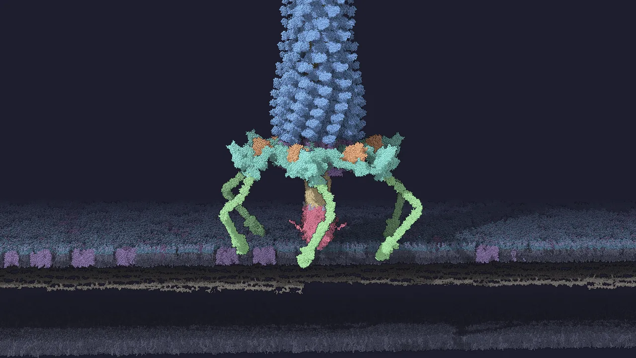 The phage T4 tail contracting on a simulated outer membrane