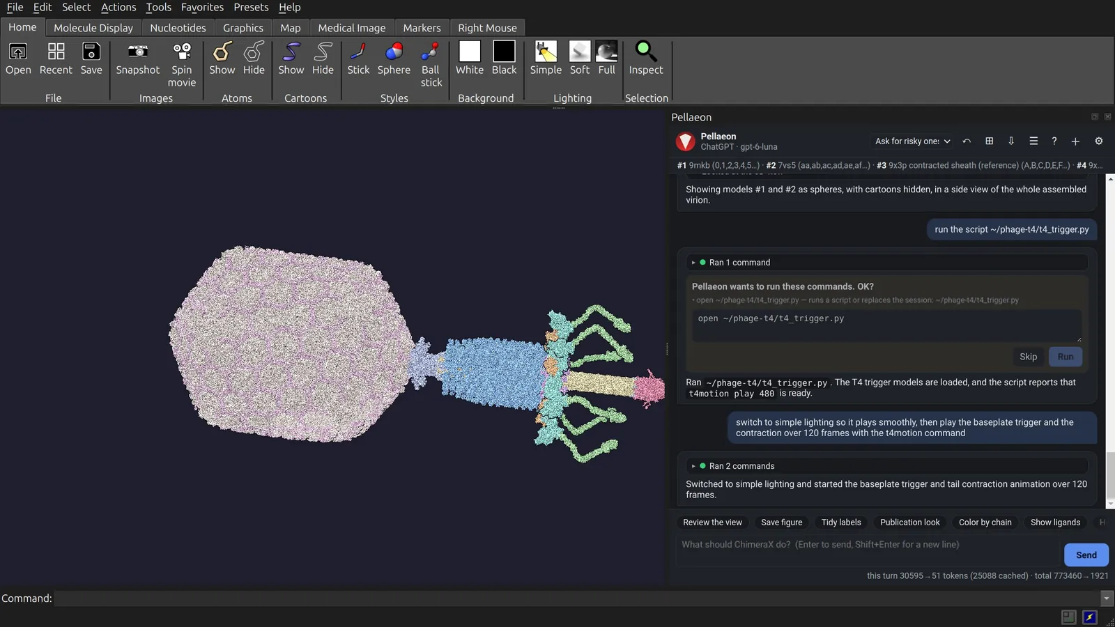 The contracted tail: head moved down, tube out past the star-shaped baseplate