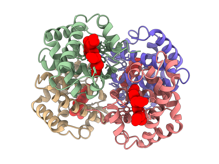 Colored by chain, hemes as spheres