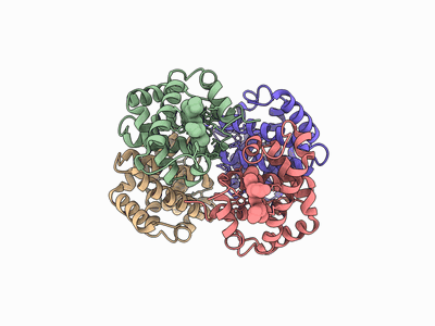 Hemoglobin spinning