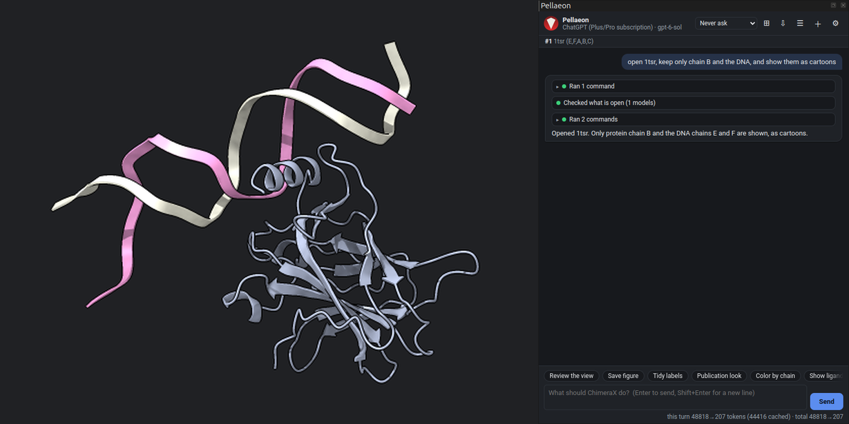 The p53 core domain as a cartoon on the DNA double helix